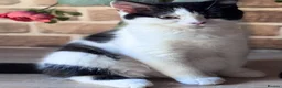 Mixed Breed cats for sale: Looking for new home, for free in Dagenham - Advert 1