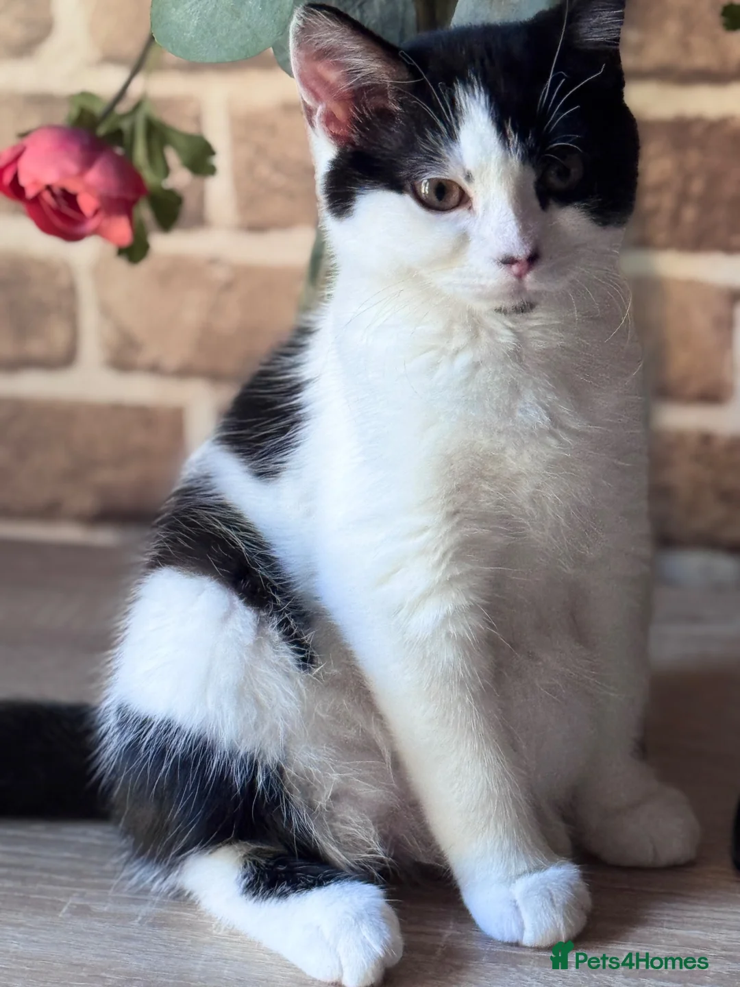 Mixed Breed cats for sale: Looking for new home, for free in Dagenham - Advert 1