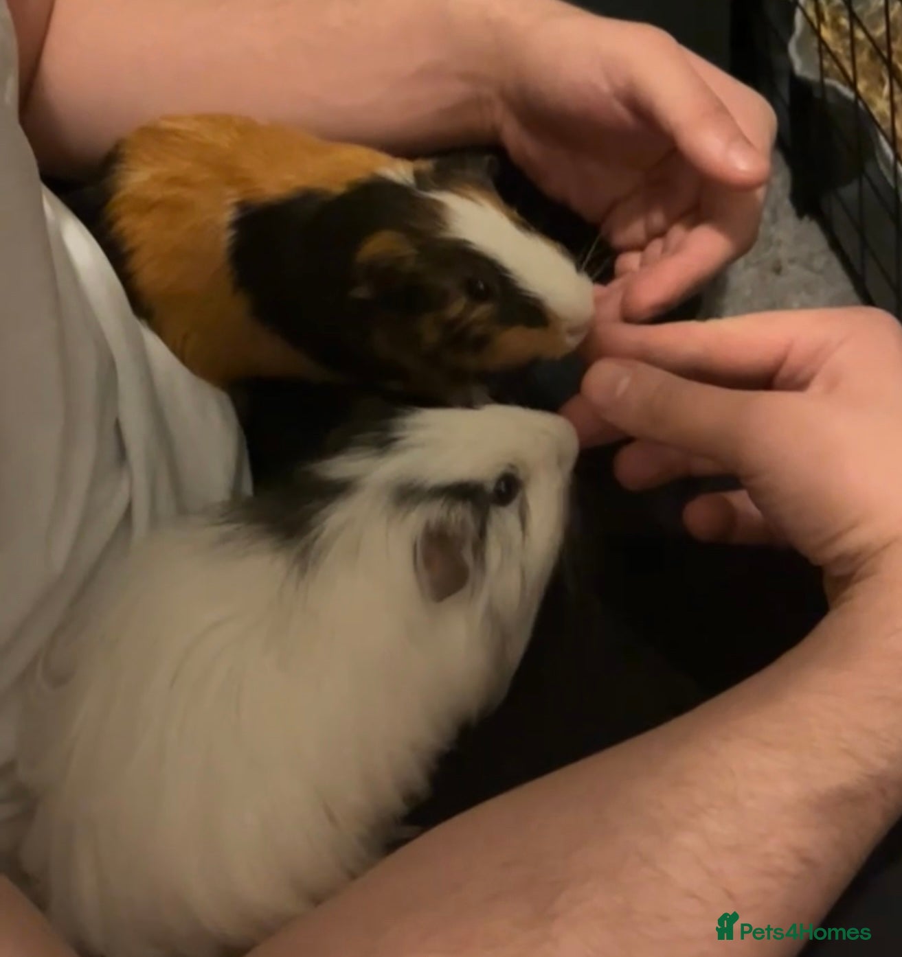 Guinea Pig rodents 2 Male Guinea Pigs - Advert 7