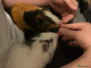 Guinea Pig rodents 2 Male Guinea Pigs - Advert 7