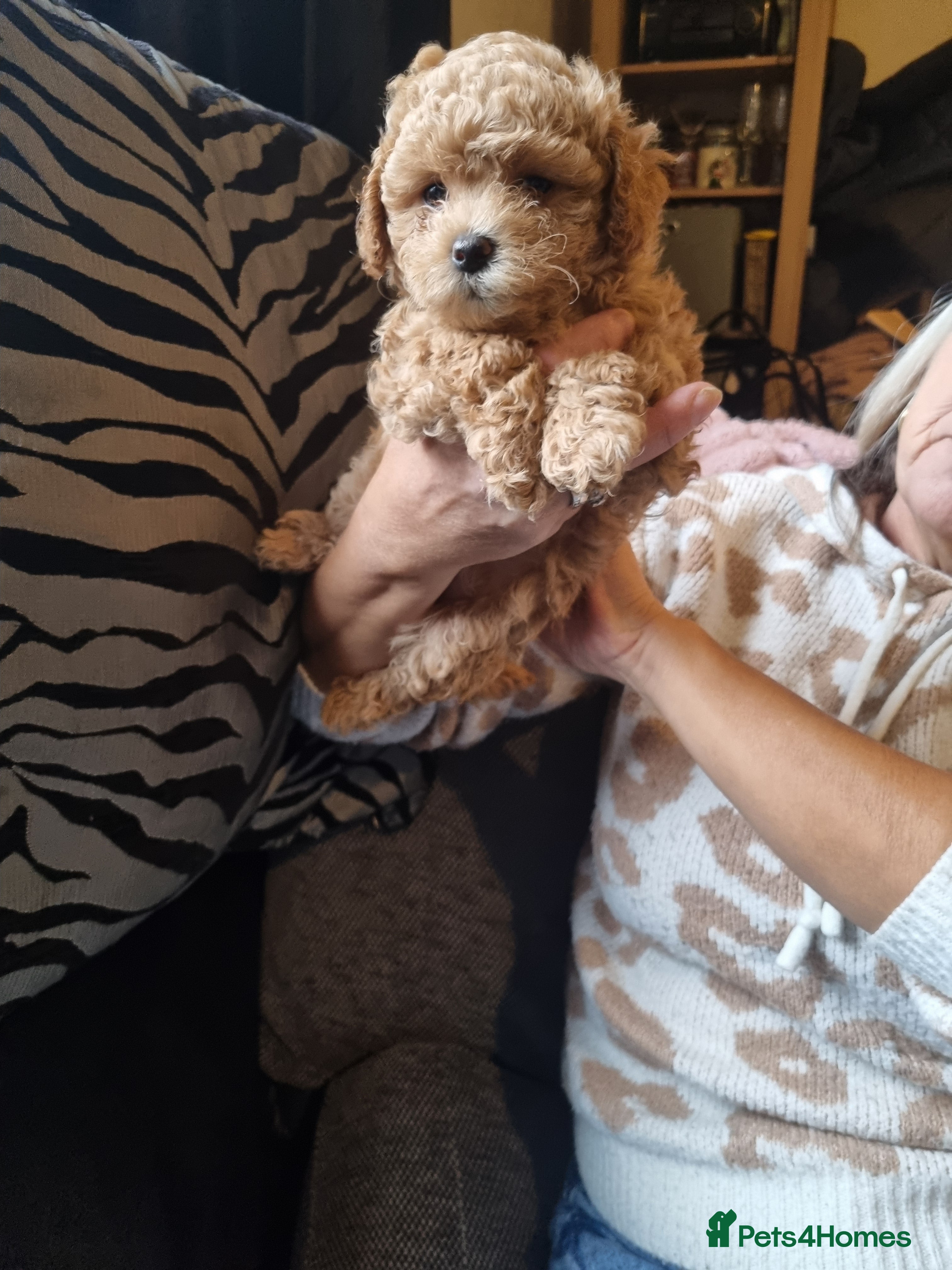 Maltipoo dogs Maltipoo girl  - Advert 7