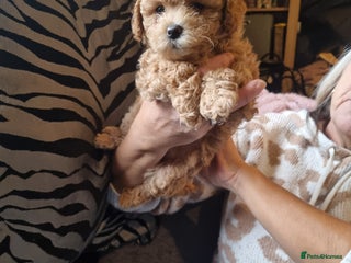 Maltipoo dogs Maltipoo girl - Advert 4