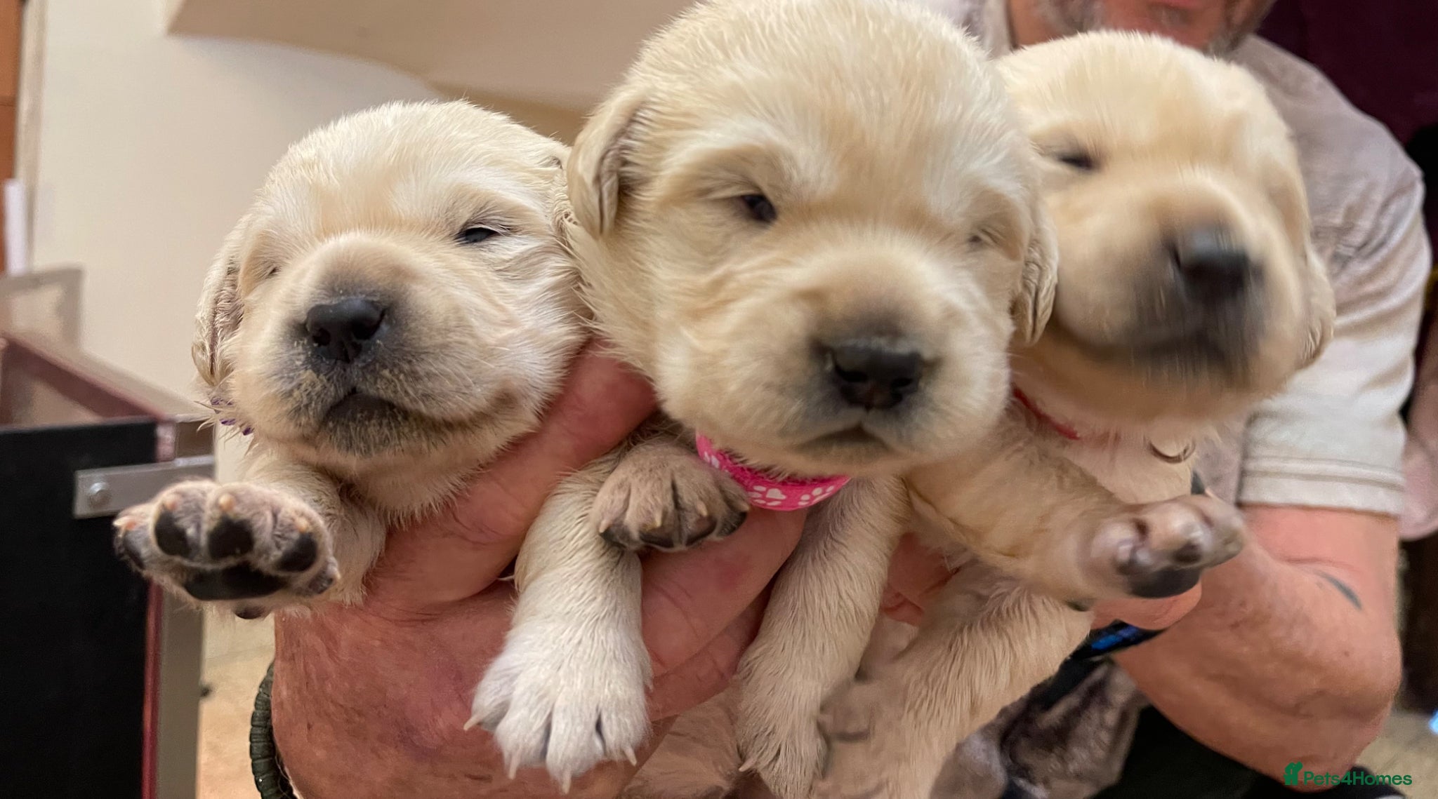 Goldador dogs Stunning Goldador Puppies  - Advert 6