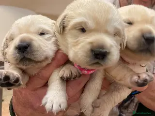 Goldador dogs Stunning Goldador Puppies - Advert 6