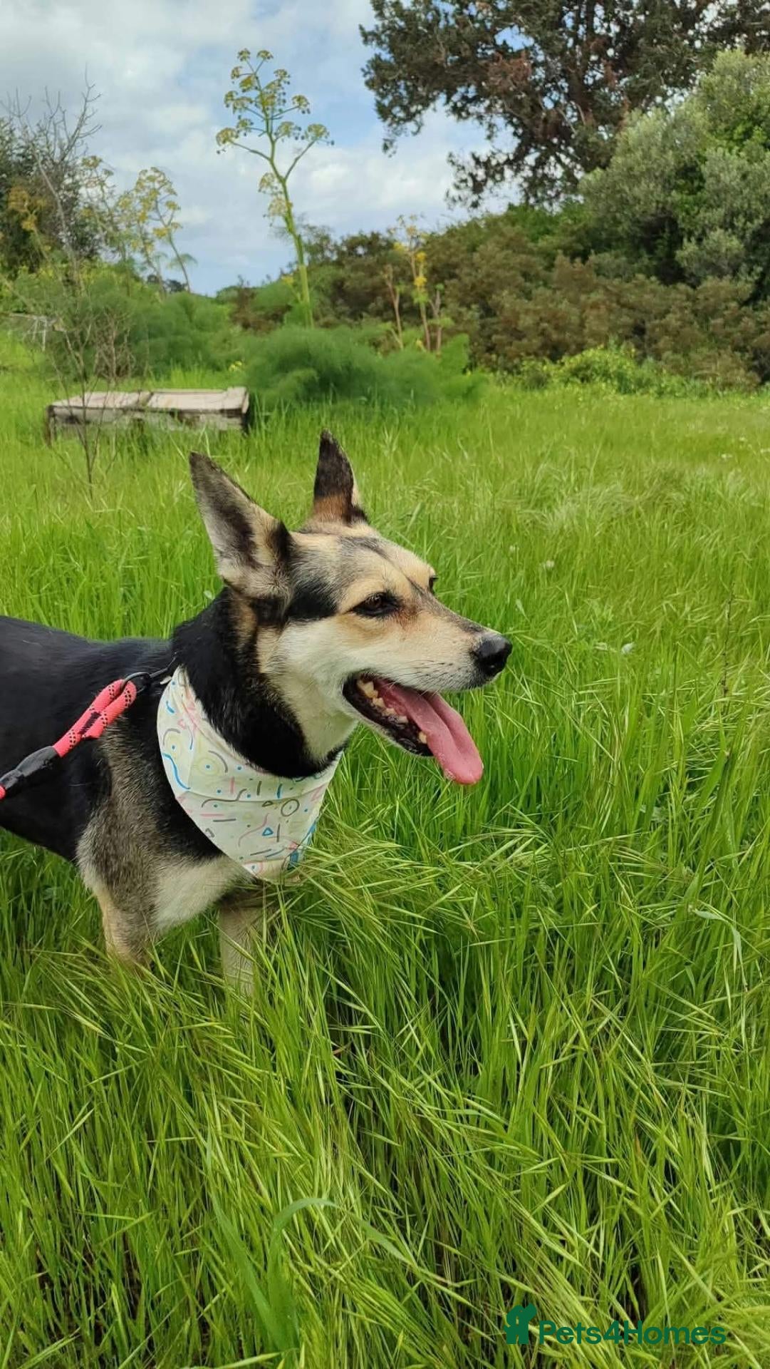 Mixed Breed dogs Purdy - Advert 1
