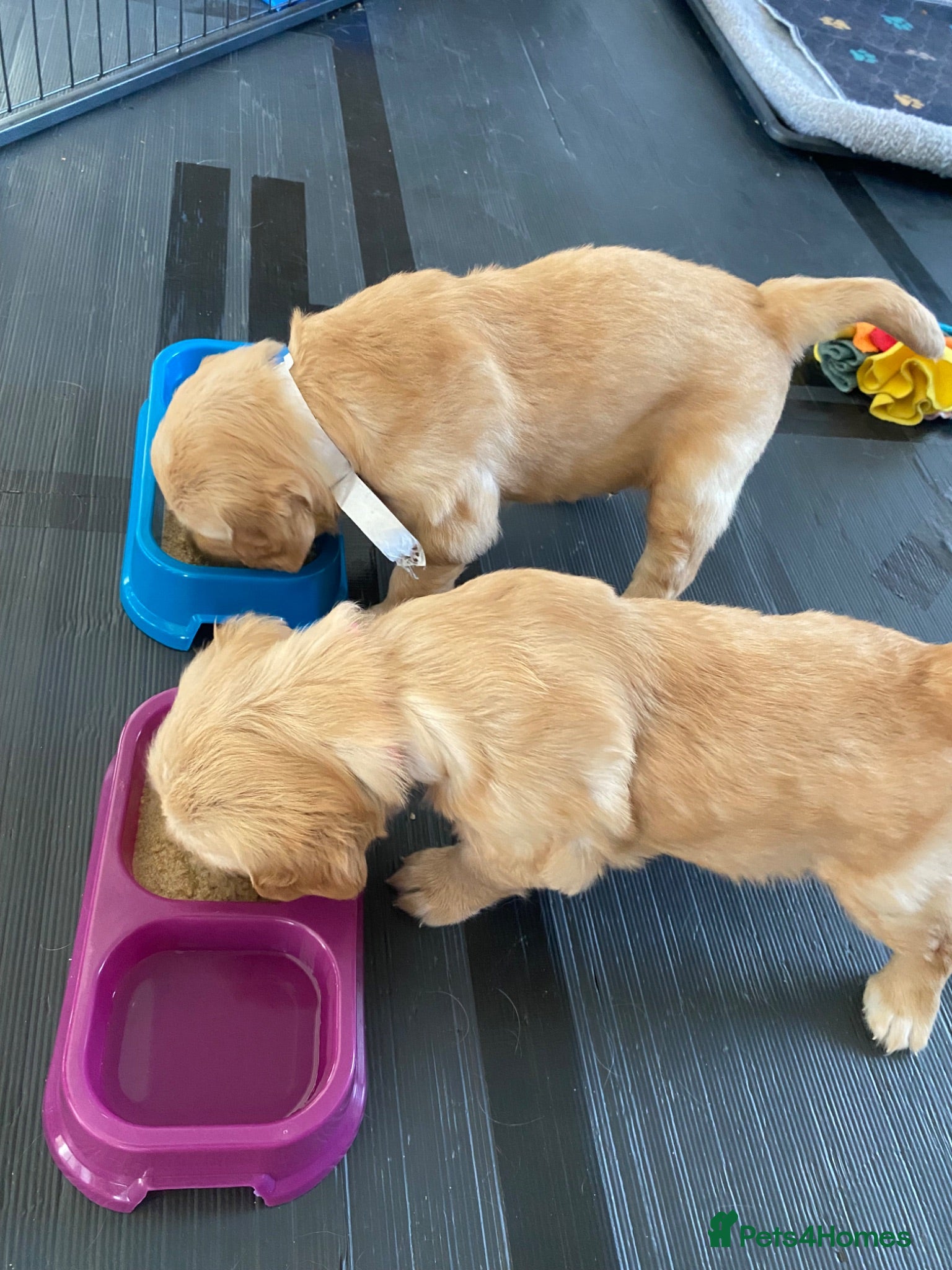 Golden Retriever dogs Golden Retriever Puppies DNA/Health Tested  - Advert 2