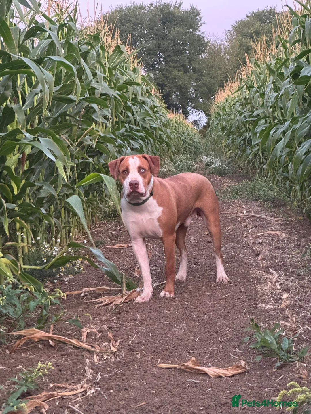 Mixed Breed dogs for sale: Catahoula Bulldog in Bournemouth - Advert 2