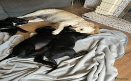 Mixed Breed dogs for sale: Spangold retrievers in Stourport-on-Severn - Image 2