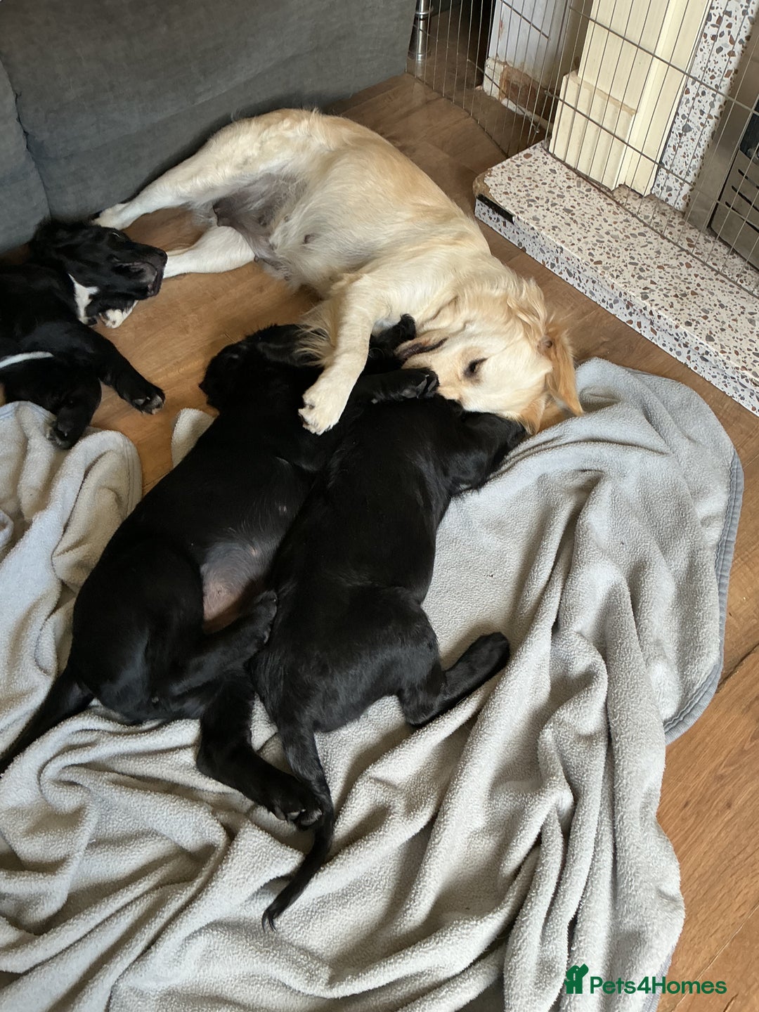 Mixed Breed dogs for sale: Spangold retrievers in Stourport-on-Severn - Image 2