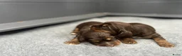 Cocker Spaniel dogs for sale: Exceptional show cocker spaniel puppies - Advert 7