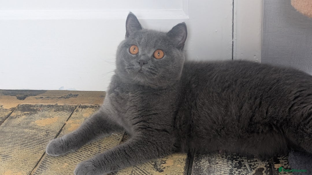 British Shorthair cats for sale: Active Gccf Female  - Image 3