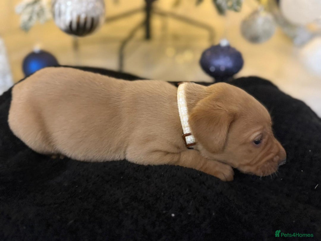 Labrador Retriever dogs for sale: Beautiful fox red puppies  - Advert 20