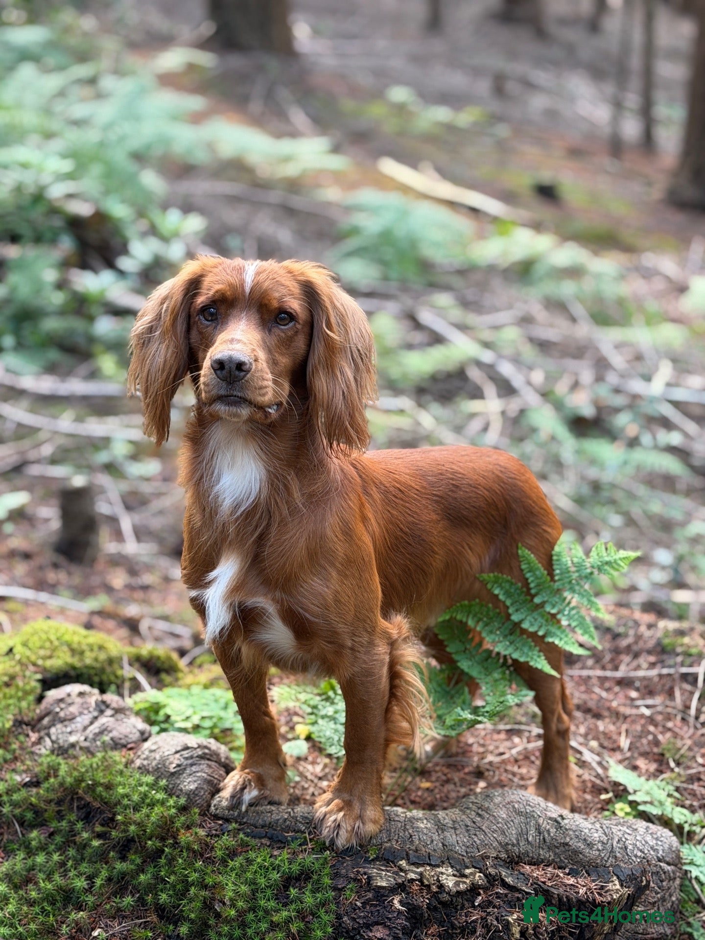 Cocker Spaniel dogs Extensively health tested. Carries tan. KC reg.  - Advert 7
