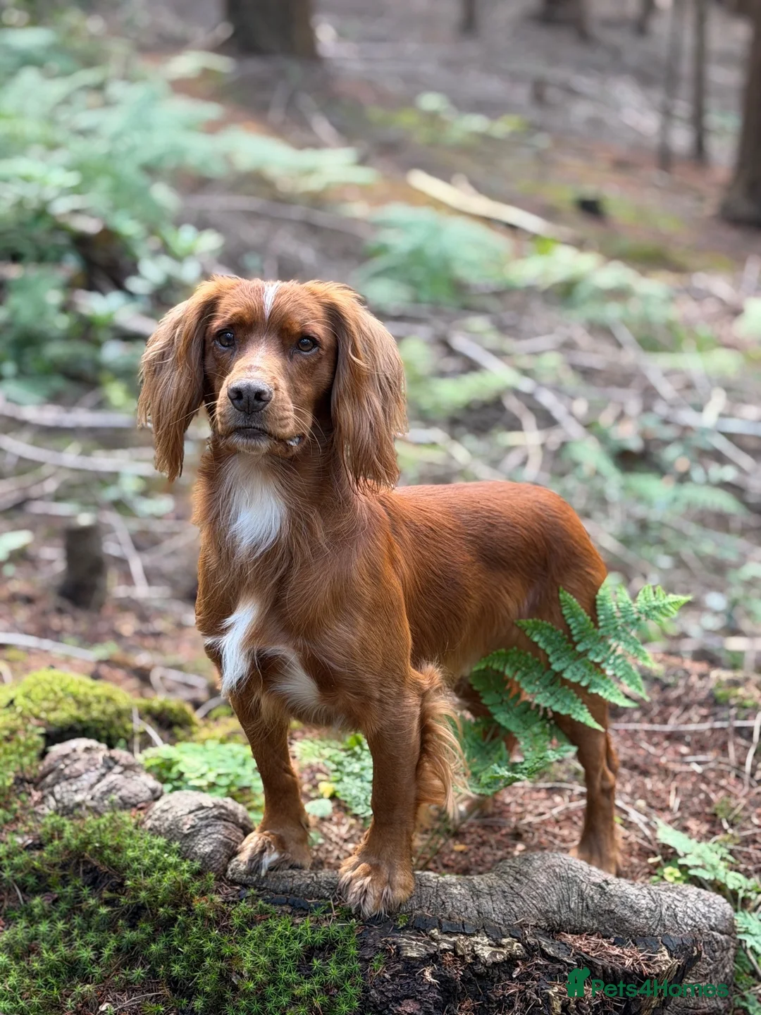 Cocker Spaniel dogs for stud: Extensively health tested. Carries tan. KC reg.  - Advert 1