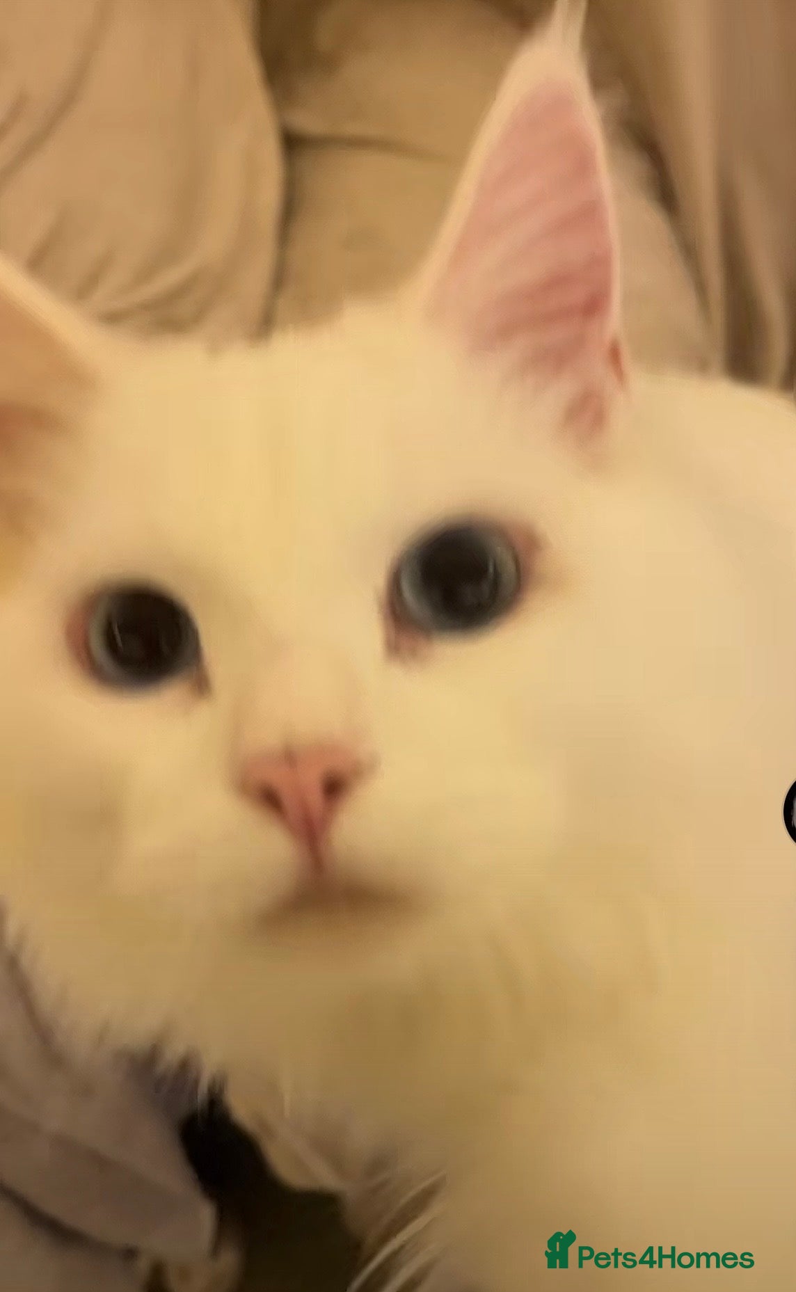 Maine Coon cats for sale: White Maine Coon cat in Darlington - Advert 5