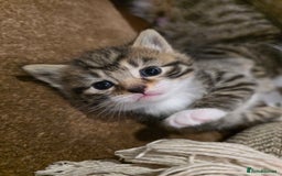 Maine Coon cats for sale: Mainecoon Mix Kittens for Sale  - Image 7