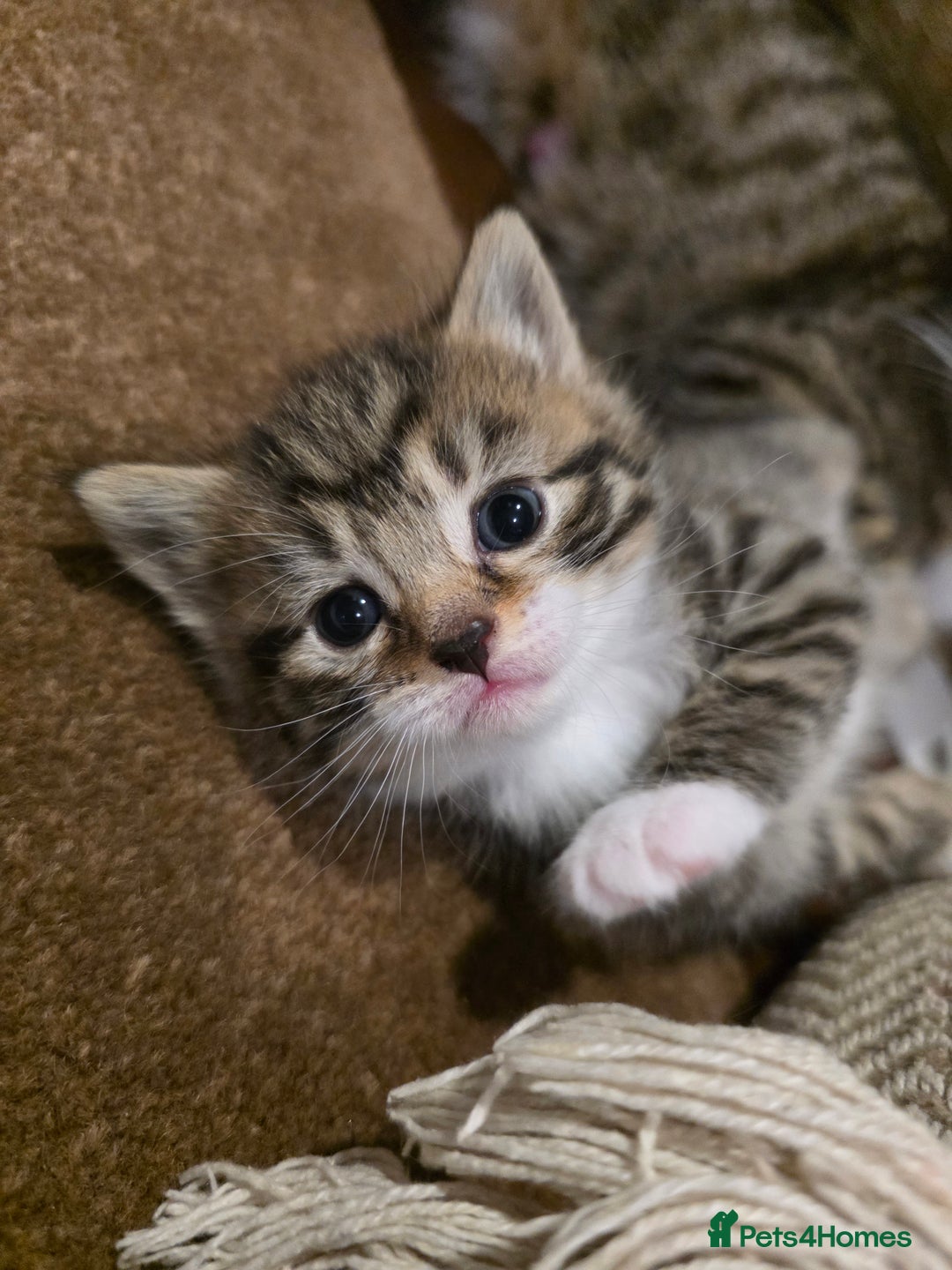 Maine Coon cats for sale: Mainecoon Mix Kittens for Sale  - Image 7
