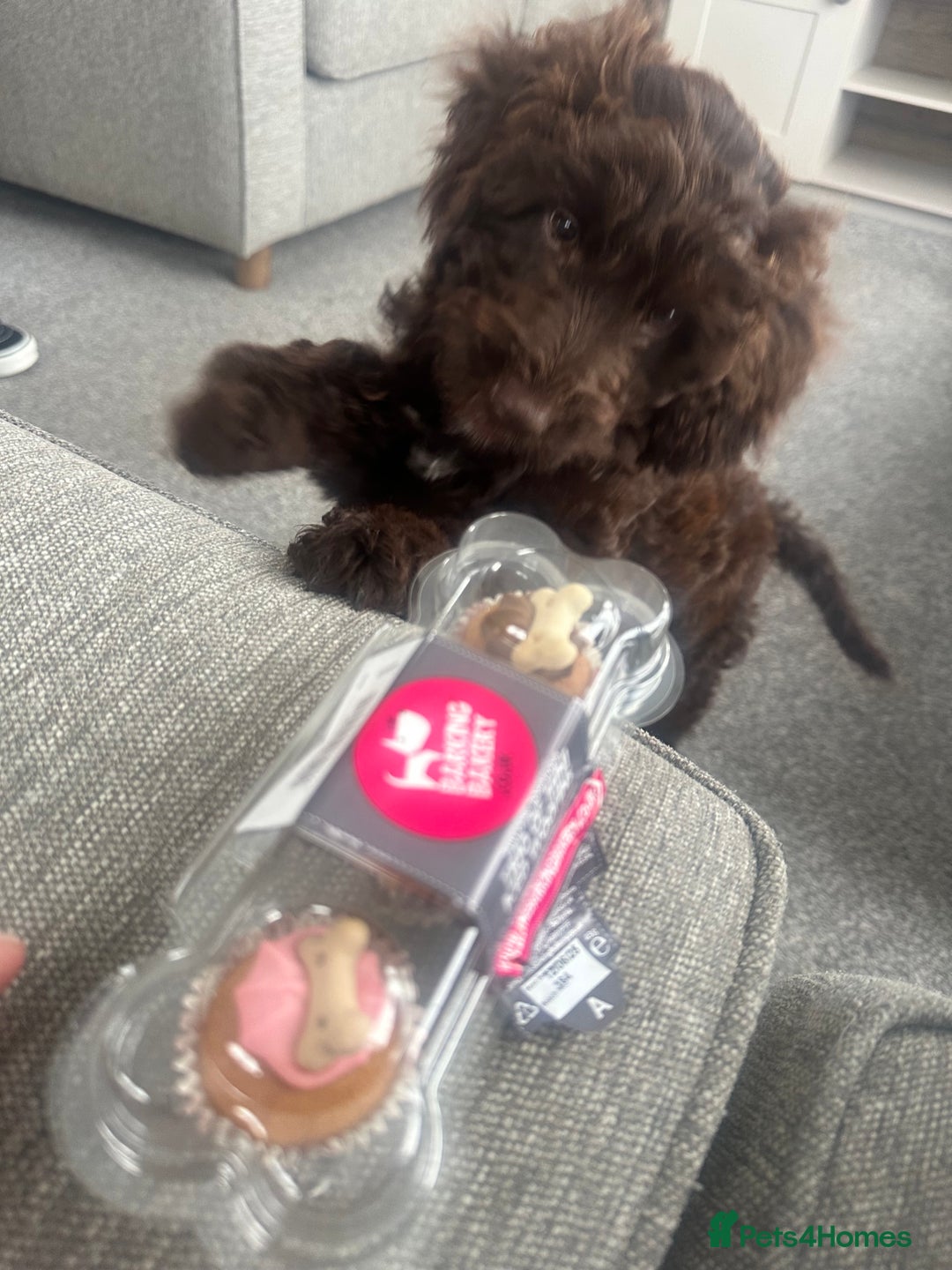 Cockapoo dogs for sale: 1 year old male cockapoo  - Advert 5