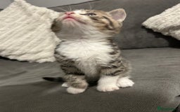 Mixed Breed cats for sale: 4 gorgeous kittens ready for amazing homes  - Advert 8