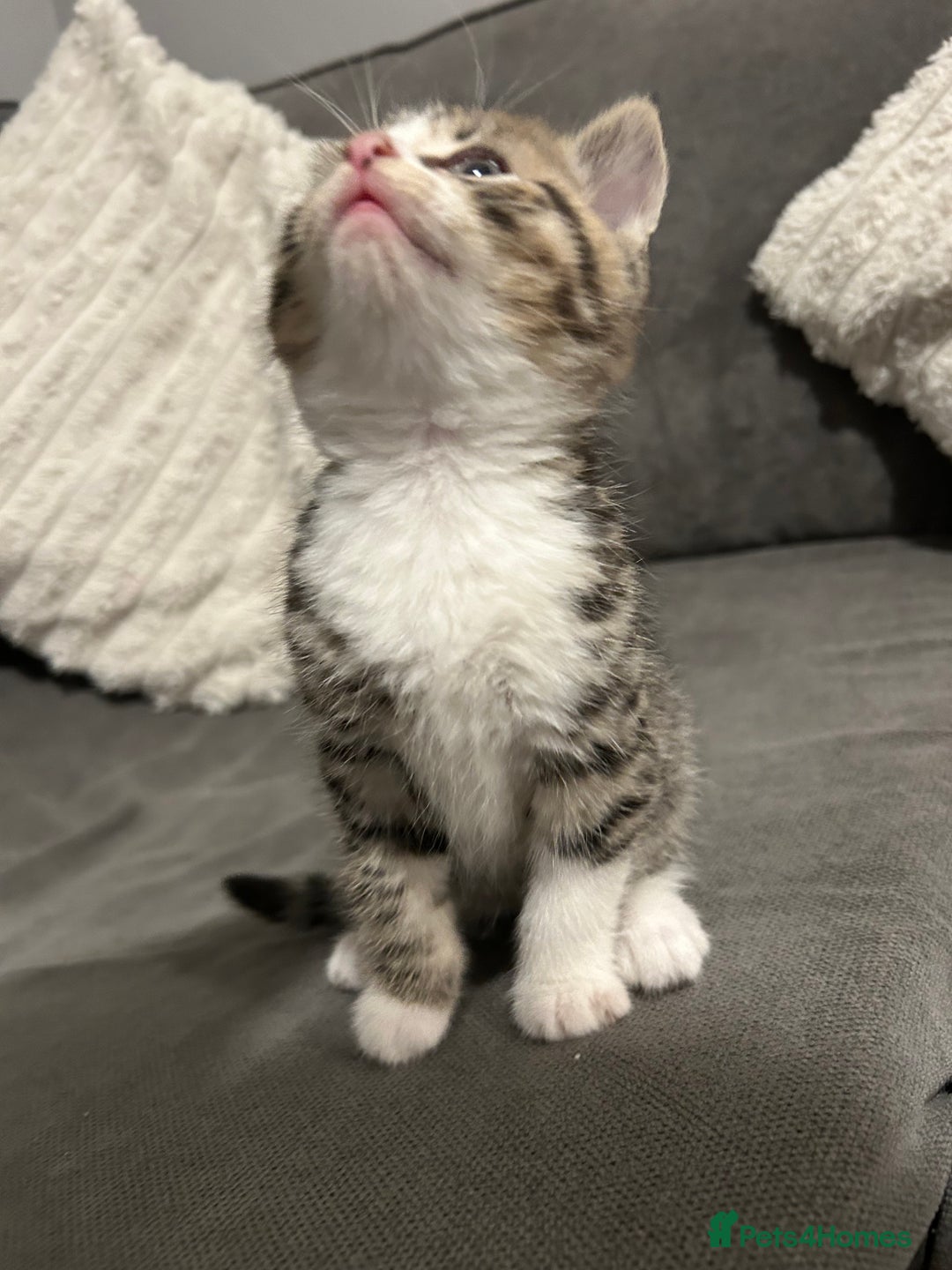 Mixed Breed cats for sale: 4 gorgeous kittens ready for amazing homes  - Advert 8