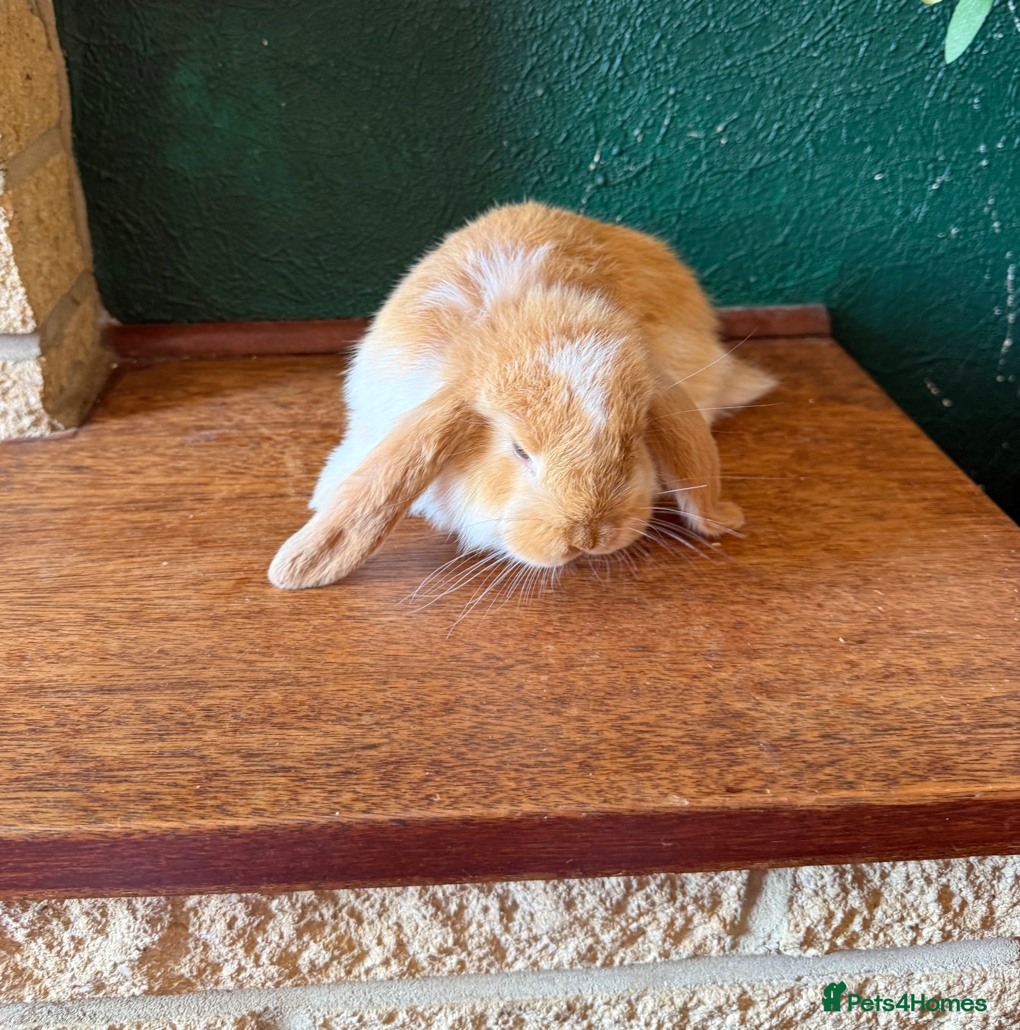 French Lop rabbits 1 Pure French Lop Doe Left ♥️ - Advert 2