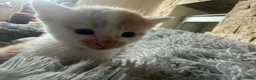 Mixed Breed cats for sale: Gorgeous kittens for sale in Stroud - Advert 15
