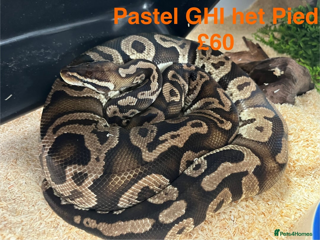 Python Snake reptiles for sale: Ball/ Royal Pythons for Sale - Image 5