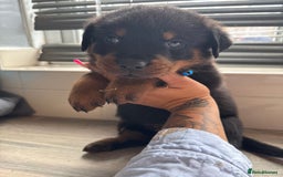 Rottweiler dogs for sale: Rottweiler puppies for sale  - Image 10