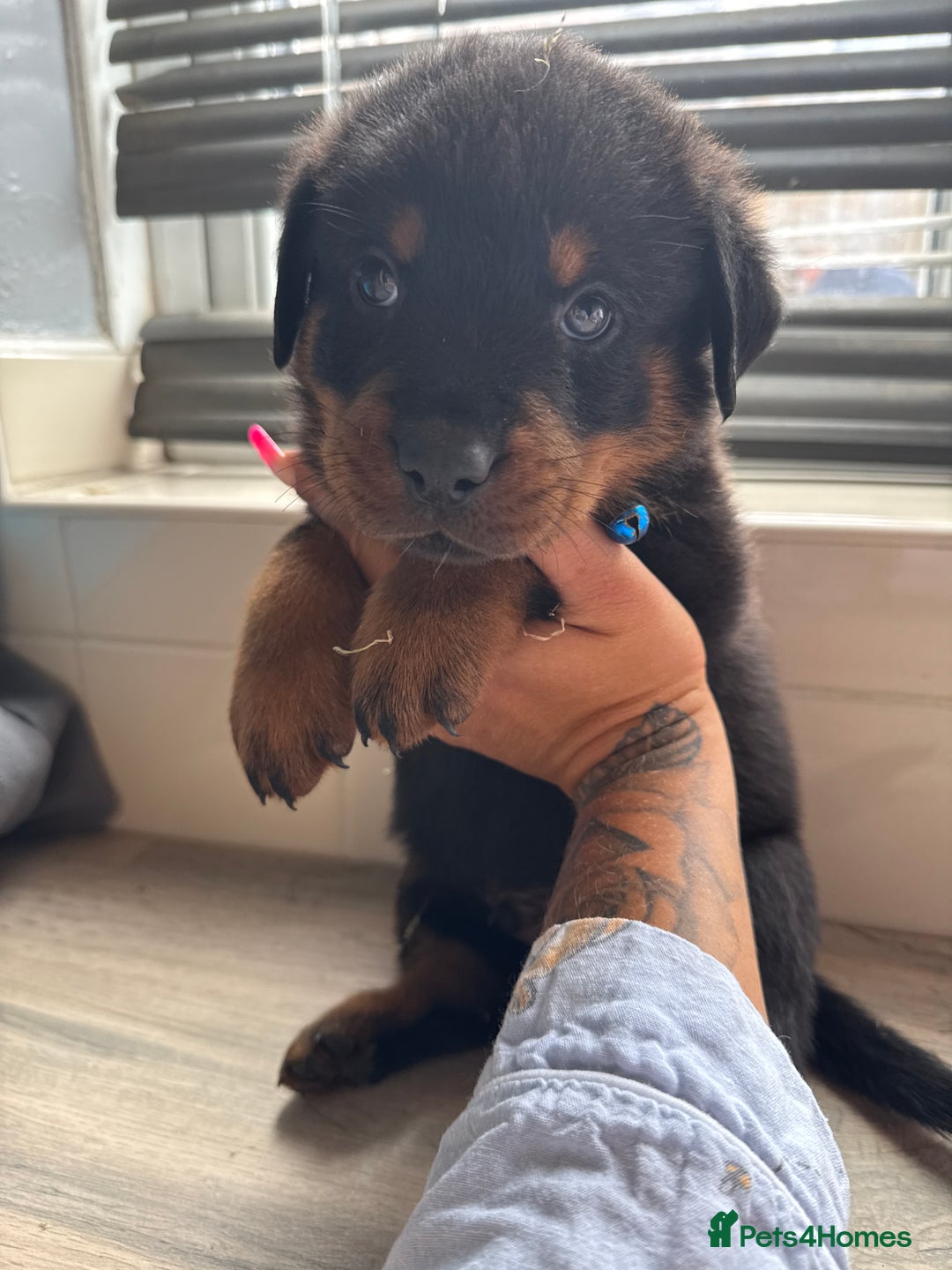Rottweiler dogs for sale: Rottweiler puppies for sale  - Image 10