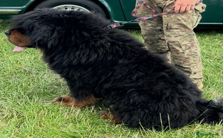 Tibetan Mastiff dogs in Ibstock - Advert 1