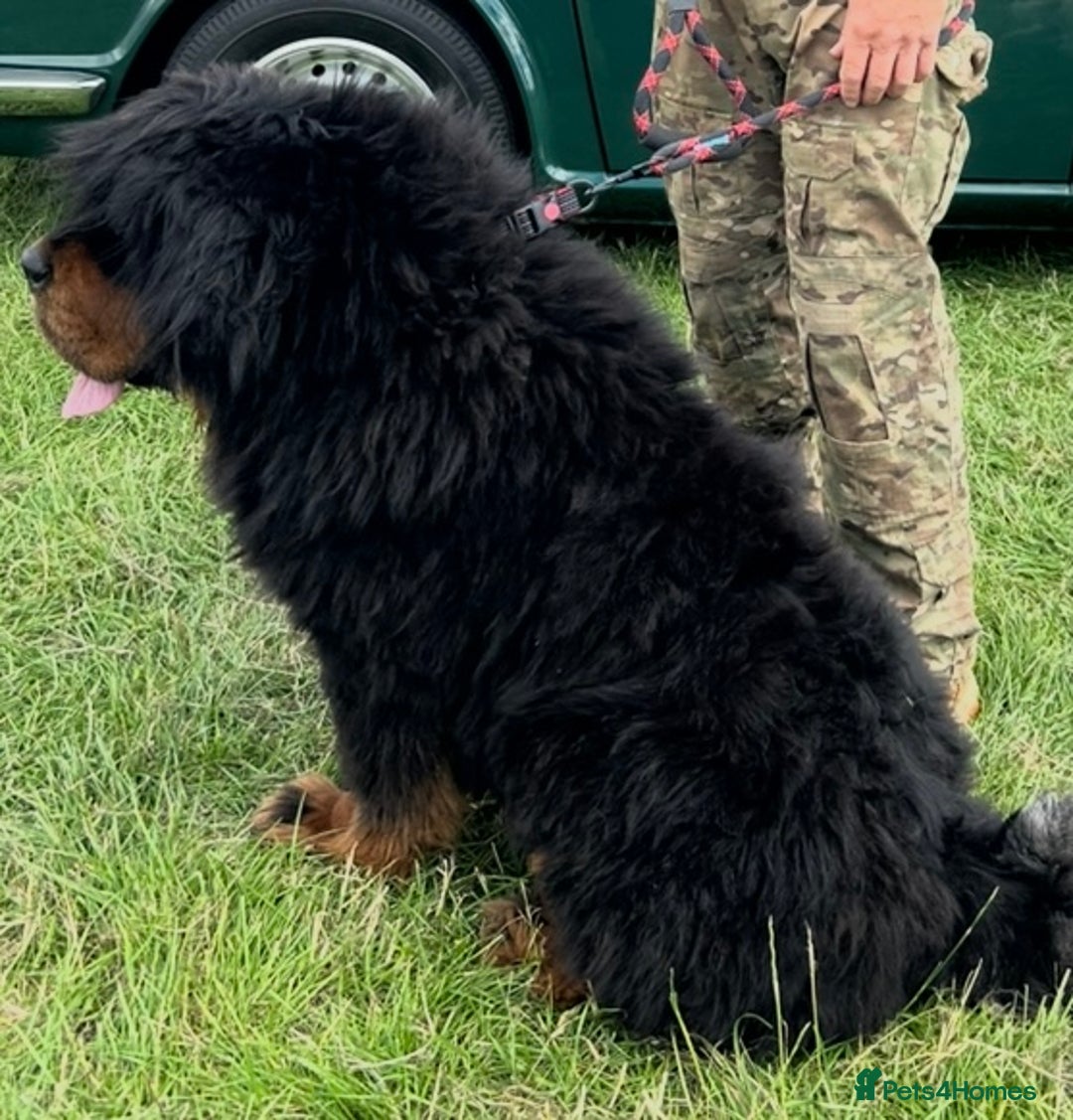 Tibetan Mastiff dogs for sale: Gorgeous Male Tibetan mastiff  in Ibstock - Image 1