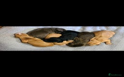 Cocker Spaniel dogs for sale: Cocker spaniel puppies - Advert 8