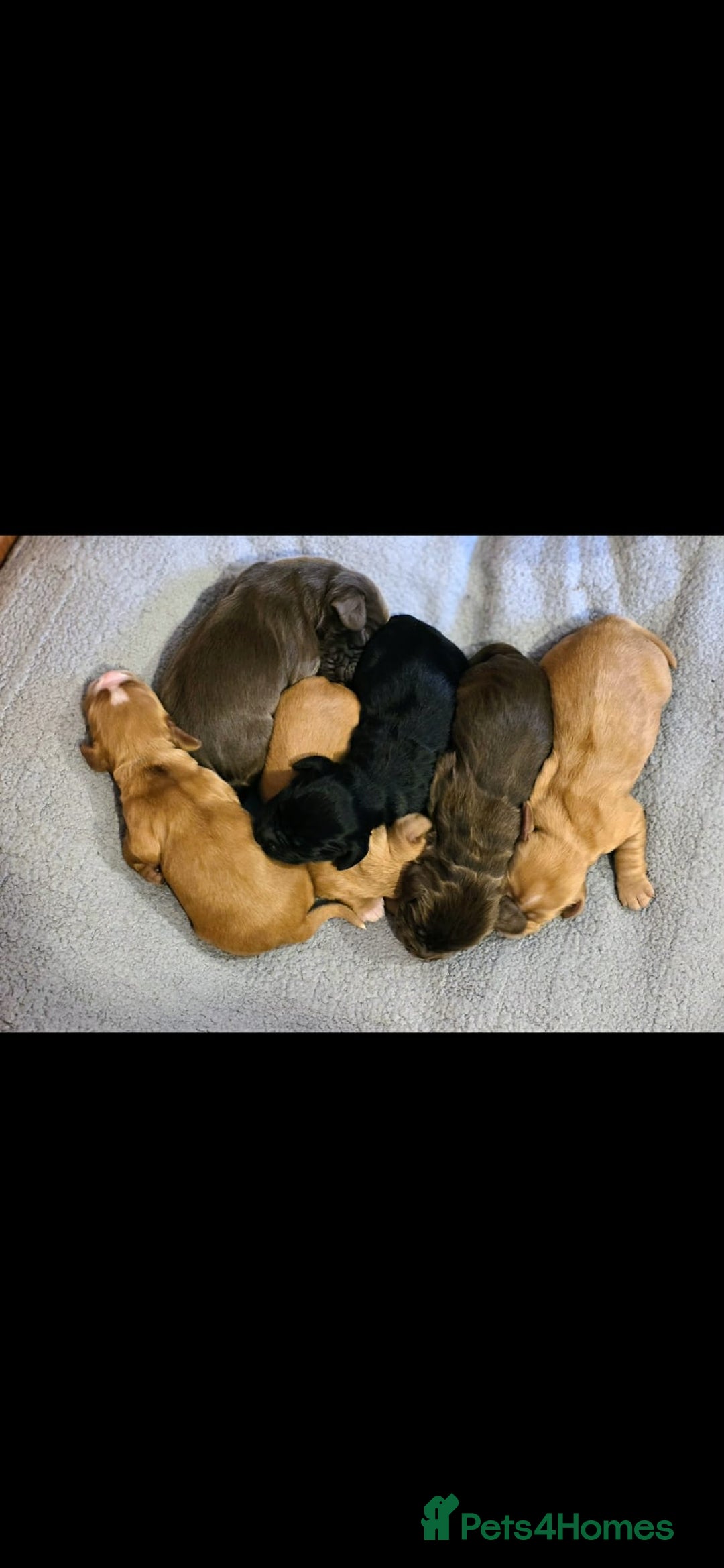 Cocker Spaniel dogs for sale: Cocker spaniel puppies - Advert 8