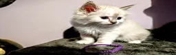 Ragdoll cats for sale: Ready for New Homes. Tortie and tabby ragdolls - Advert 30