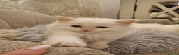 Ragdoll cats for sale: Health tested pure ragdoll  kittens  - Advert 14