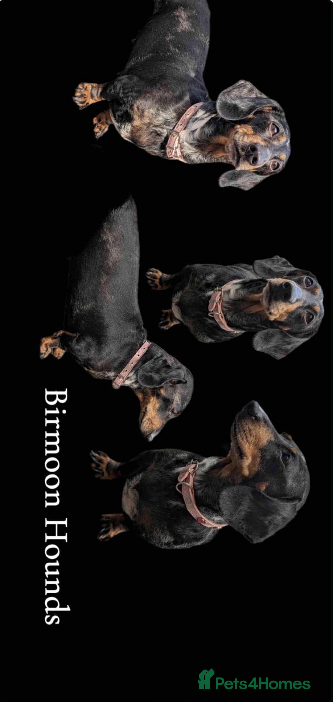 Miniature Dachshund dogs for sale: Beautiful KC miniature dachshund puppies - Image 22