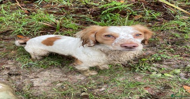 Cocker Spaniel dogs - Advert 7