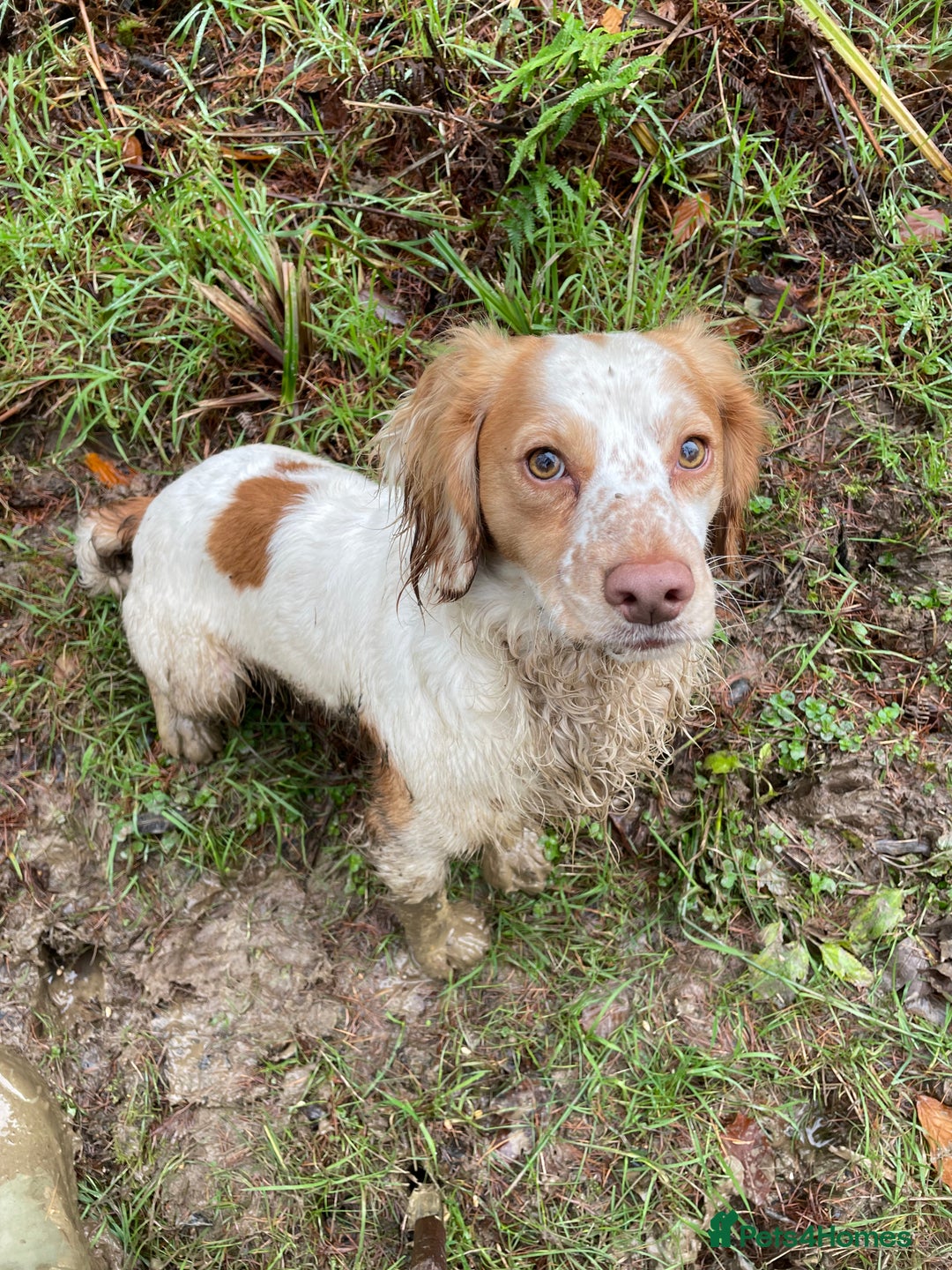 Cocker Spaniel dogs for sale: Beautiful Lemon & White Trained WCS Dog - Image 2