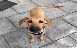 Mixed Breed dogs for adoption: Olive (Hound/Shepherd mix) - Image 13