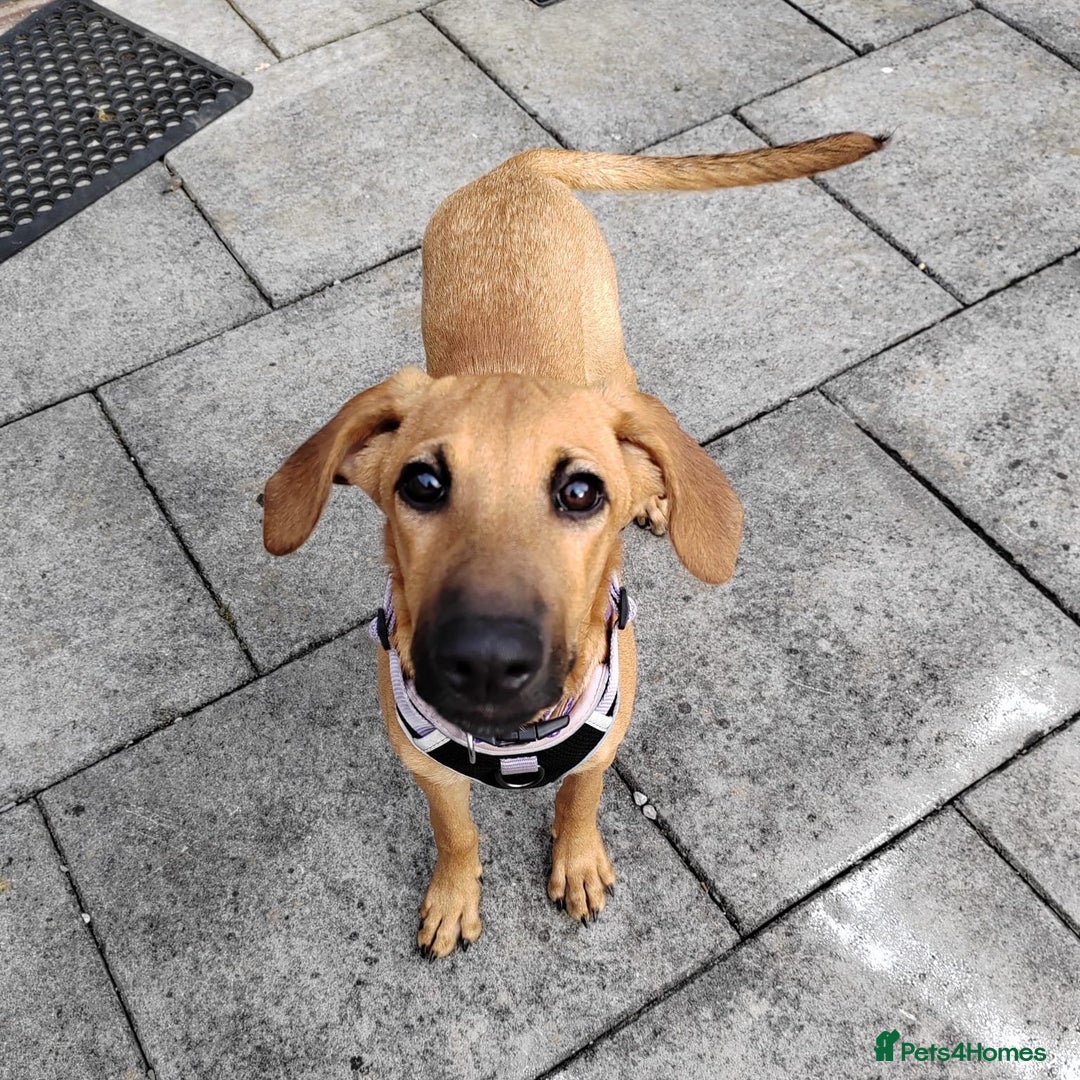 Mixed Breed dogs for adoption: Olive (Hound/Shepherd mix) - Image 13