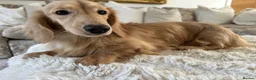 Miniature Dachshund dogs for stud: ⭐️⭐️👑👑 KING OF CREAMS 👑👑⭐️⭐️ - Advert 12