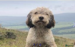 Lagotto Romagnolo dogs for sale: Lagotto Romagnolo  - Image 3