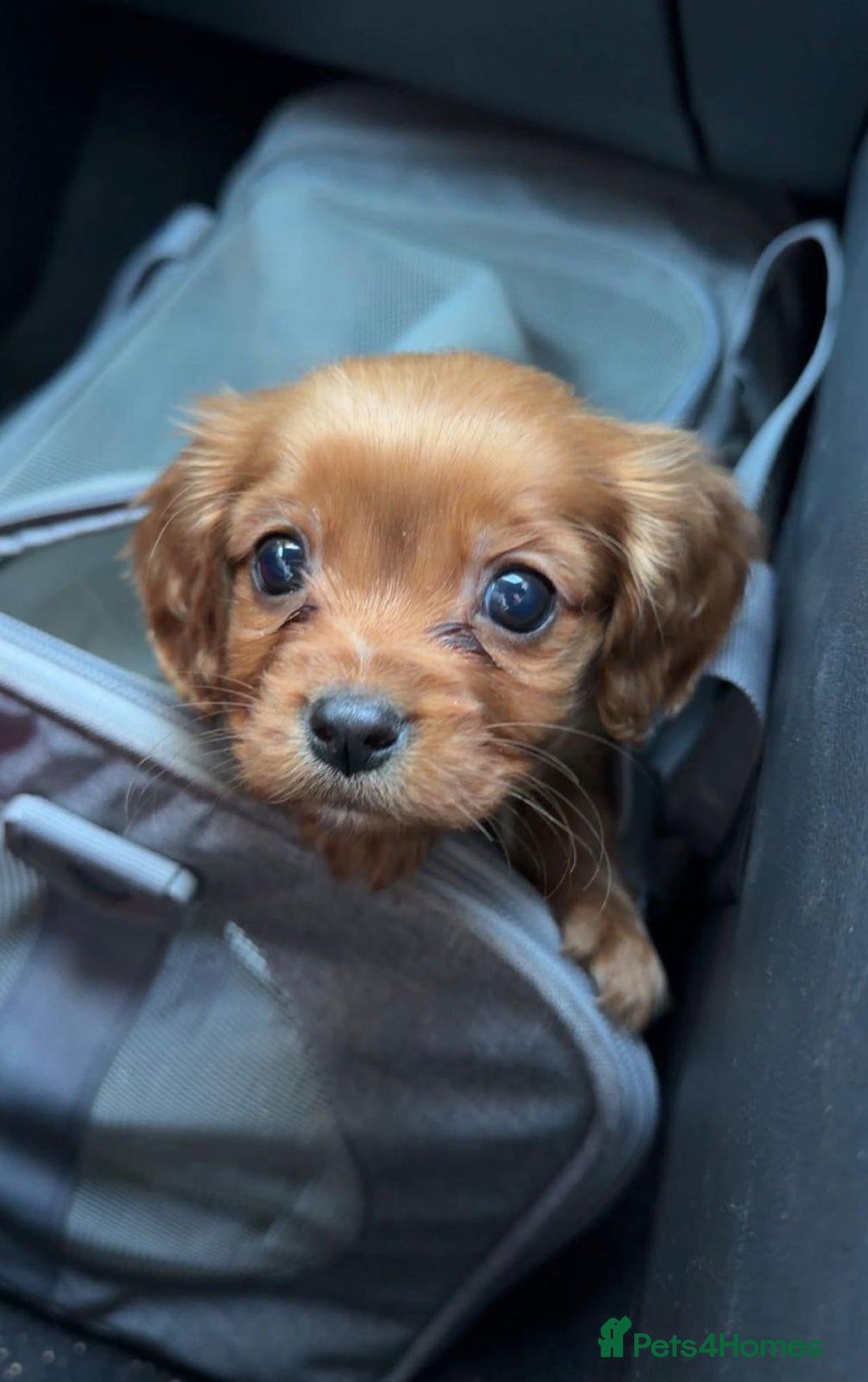 Cavalier King Charles Spaniel dogs for sale: Health Tested Ruby Cavalier Pups - Advert 5