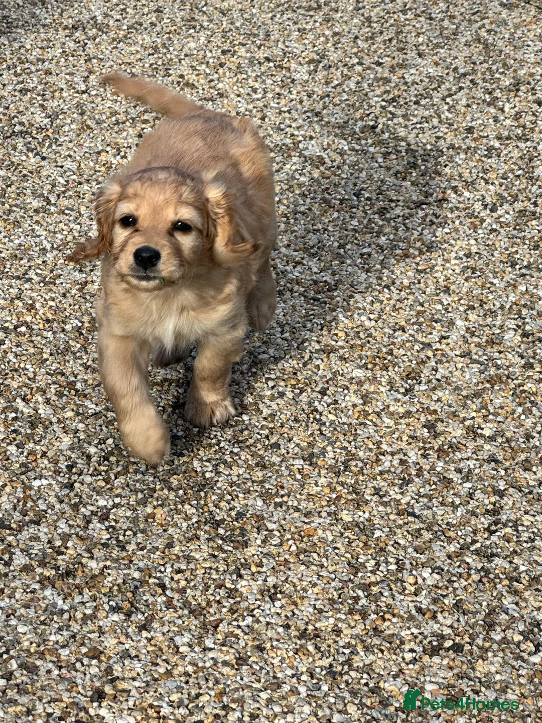 Mixed Breed dogs for sale: Last Remaining Girl - Very Cute! in Sutton Coldfield - Advert 7