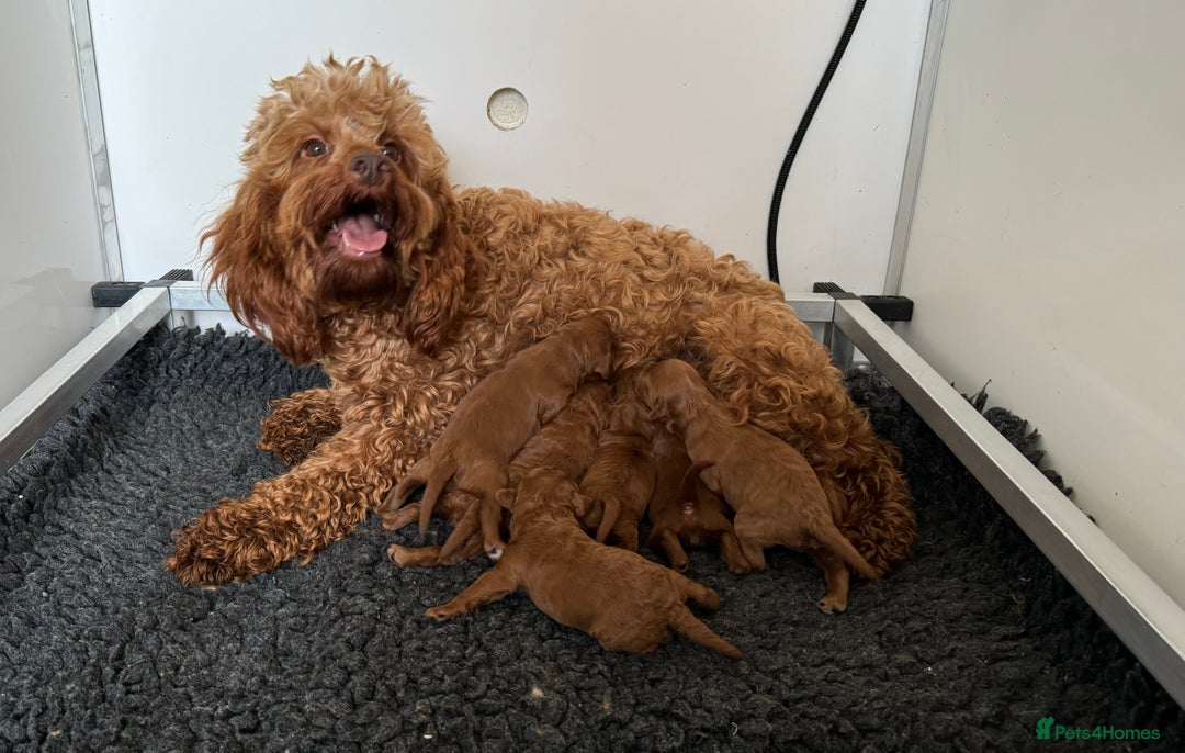 Cockapoo dogs for sale: Stunning Red F1b Cockapoos - Image 4