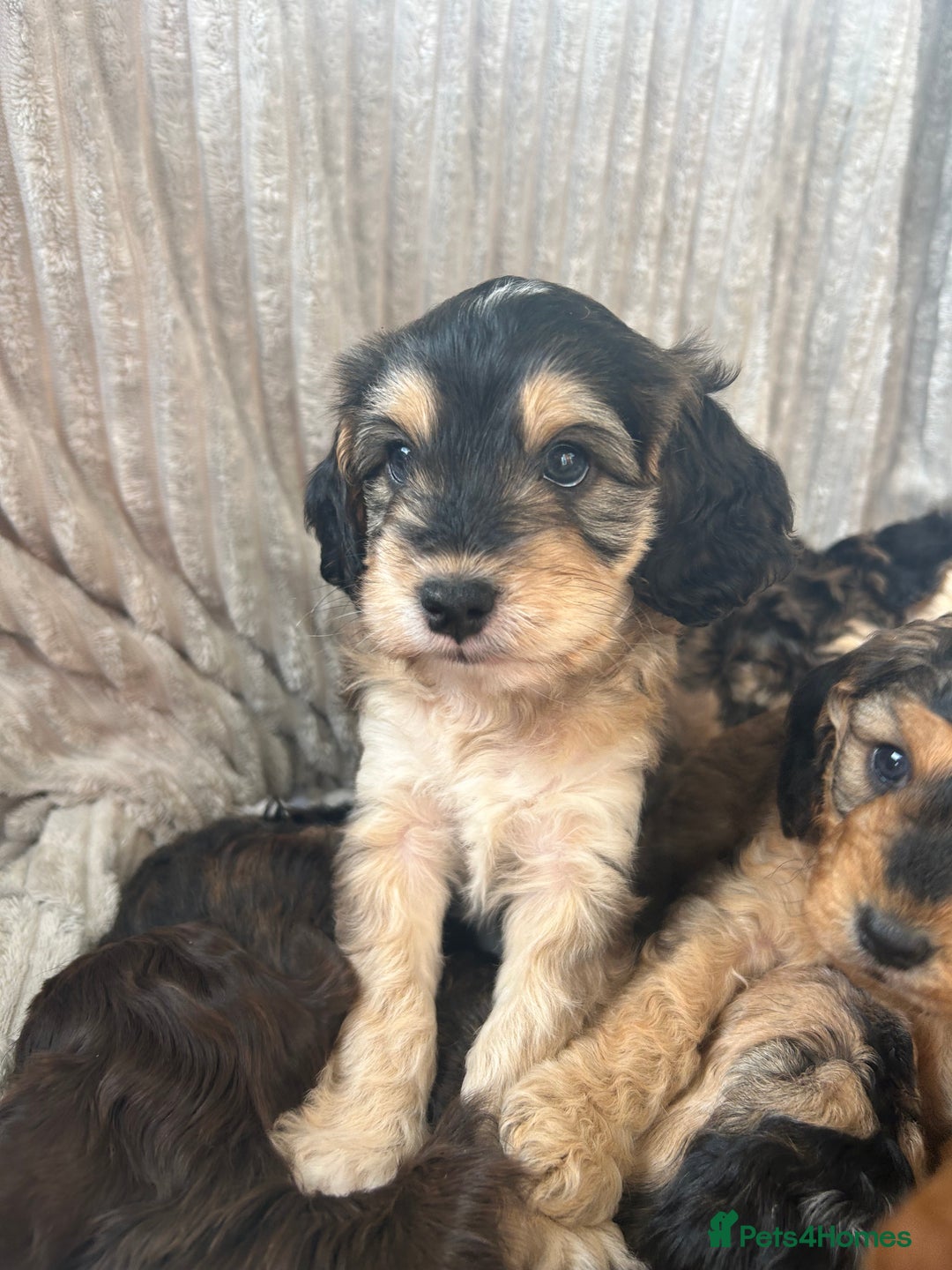 Cockapoo dogs for sale: Cockapoo Puppies - Image 31