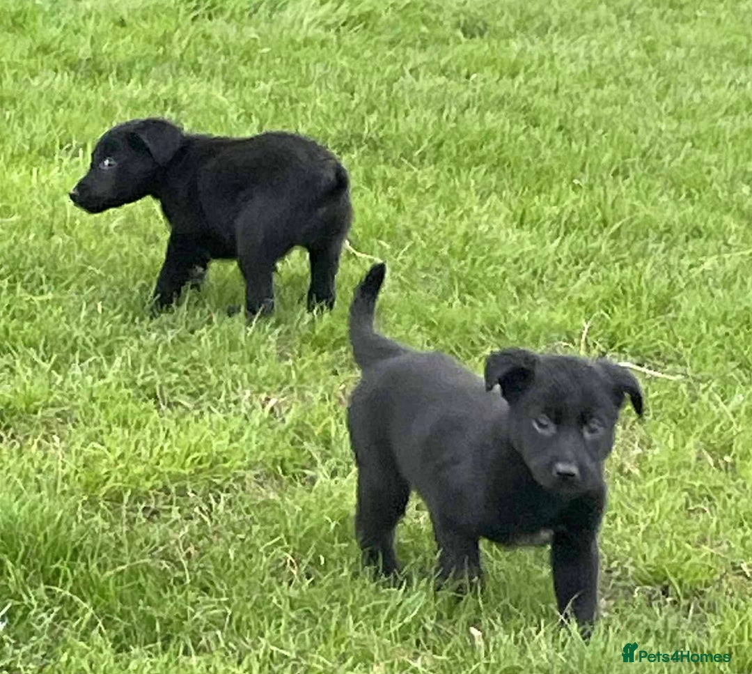 Borador dogs for sale: Vaccinated Fantastic Lab x Border Collie - Advert 11