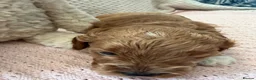 Cavapoo dogs for sale: Cavapoo girls  - Advert 18