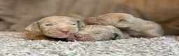 Weimaraner dogs for sale: KC Registered silver Weimaraner puppies in Mold - Advert 6