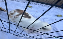 English Lop rabbits for sale: Simmie The Sweetheart - Image 5